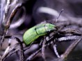 /album/coleoptera/naupactus-xanthographus-1-jpg/